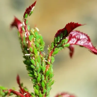 Neem ulje protiv štetnika